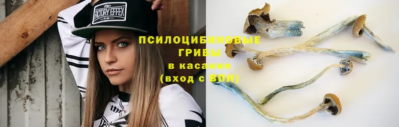 продажа наркотиков  Шацк  Галлюциногенные грибы MAGIC MUSHROOMS 